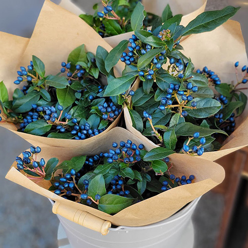 theroots/mérecherement